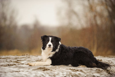 Dog on rock