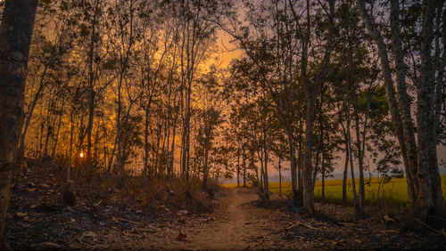 Trees in forest during autumn