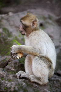 Monkey at the waterfalls in kascades douzude