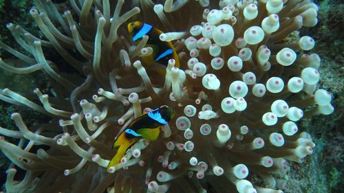 Diving in redsea - egypt