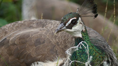 Close-up of a peacock