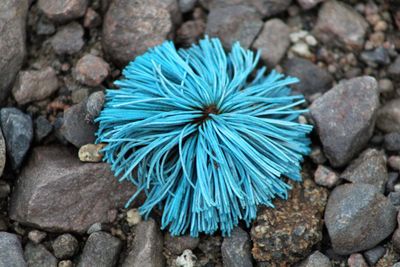 Close-up of blue flower on rock