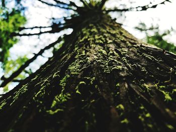 Low angle view of tree trunk in forest