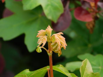 Close-up of green leaves on plant