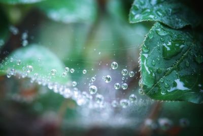 Close-up of water drops on leaves