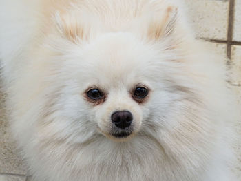 Close-up portrait of dog