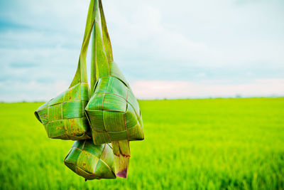 Close-up of ketupat with paddy field in the background. 