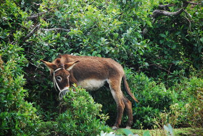 Side view of donkey standing against trees