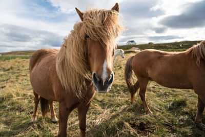 Icelandic horse in a field lookin into camera