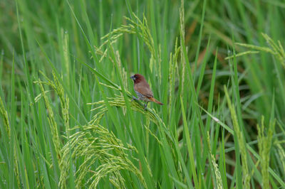 Bird perching on grass in field