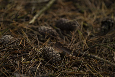 High angle view of snake on field