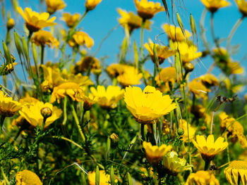 Close-up of yellow flowers blooming in field