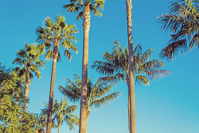 Low angle view of coconut palm trees against blue sky