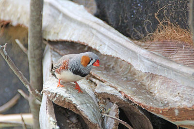 Zebra finch perching on branch