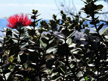 Close-up of flowers blooming outdoors
