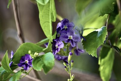 Close-up of purple flowering plant