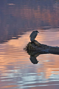 High angle view of bird in lake