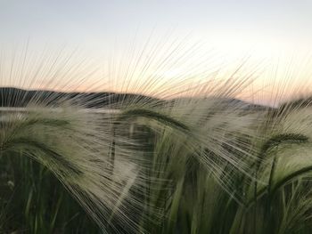 Close-up of wheat field against sky during sunset