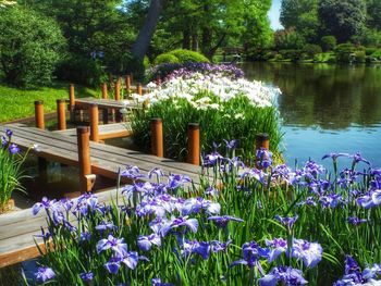 Purple flowers blooming in park