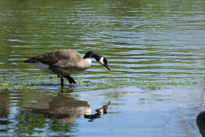 Side view of a bird in lake