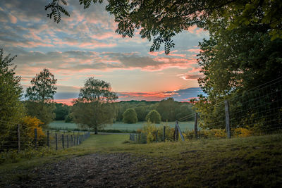 Trees against sky during sunset