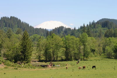 Scenic view of trees in forest against clear sky