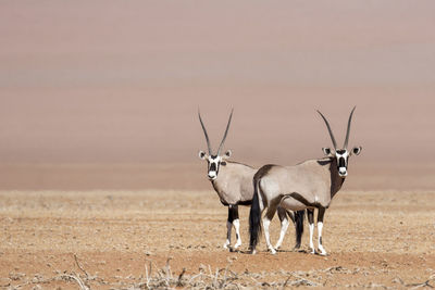 Oryx standing on field against sky