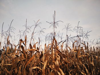 Close-up of stalks in field against sky