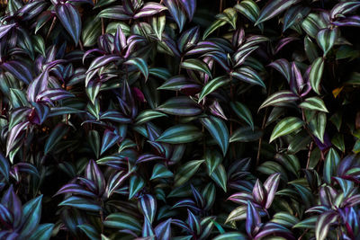 The blue and magenta leaves background