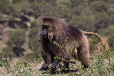 Monkey walking on grassy field