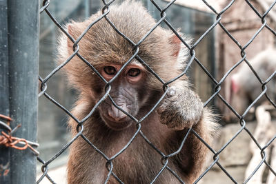 Portrait of monkey in cage