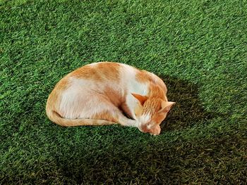 High angle view of a cat resting on field