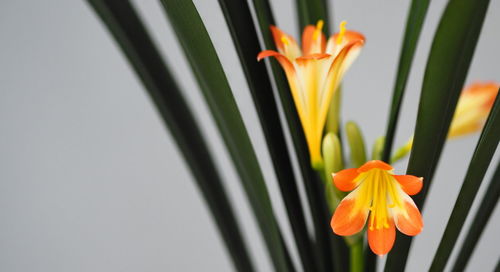 A tropical lily flower growing in a house in the northern country of russia. houseplant care. 
