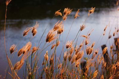 Close-up of stalks against the sky