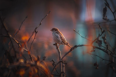 Bird perching on branch