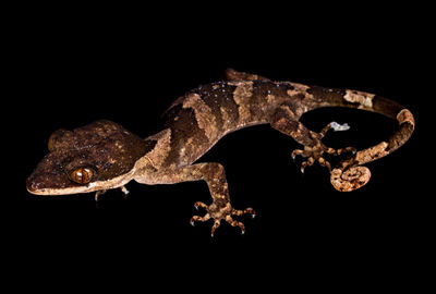 Close-up of chameleon over black background