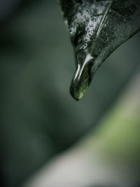 Close-up of raindrops on leaf