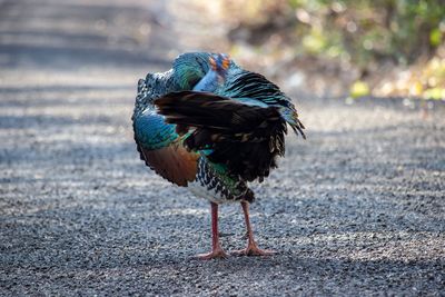 View of peacock