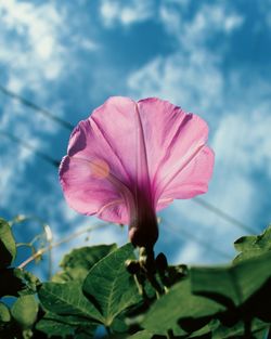 Close-up of pink flowering plant