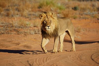 Lion walking outdoors