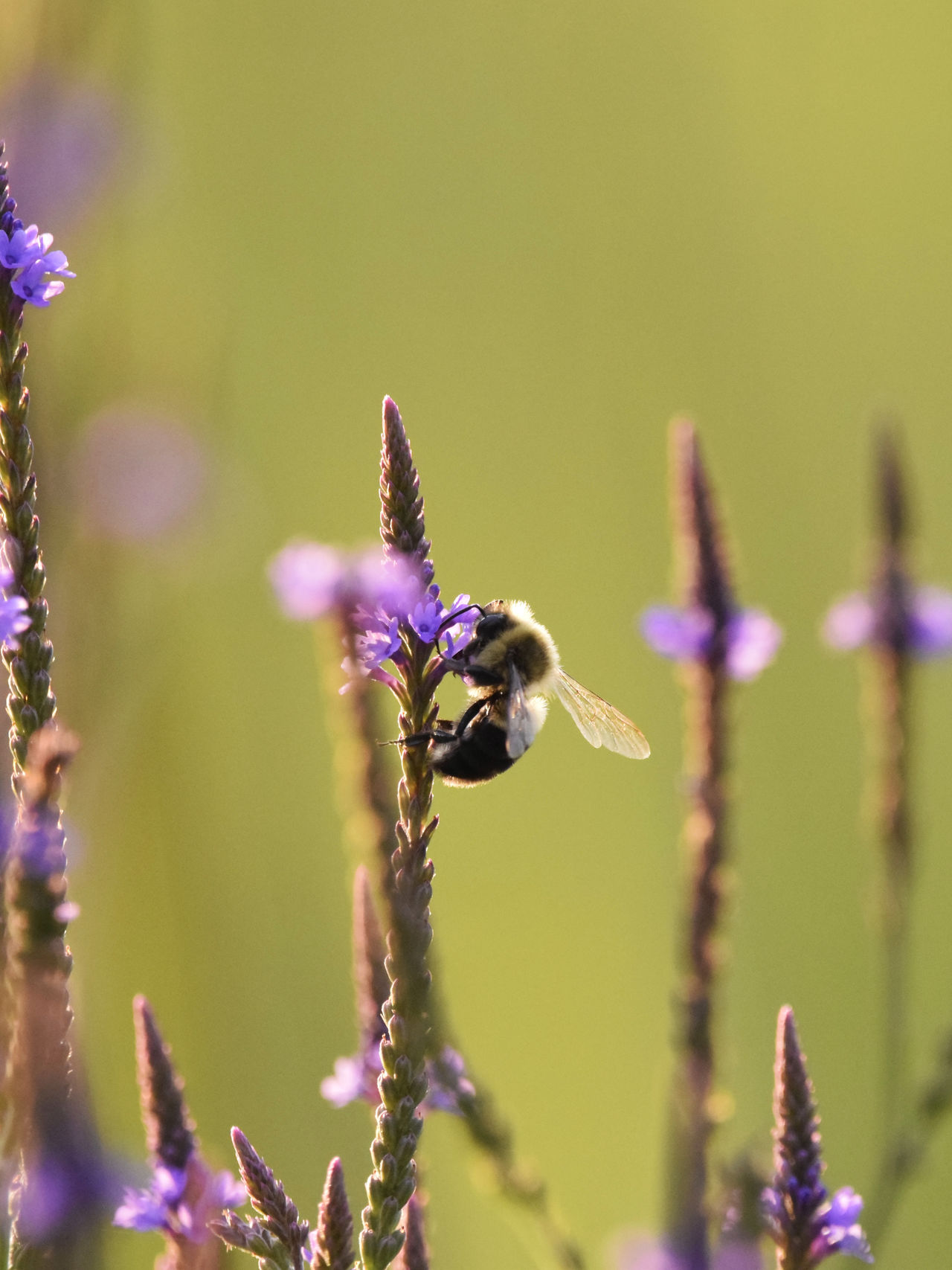 Blue Vervain