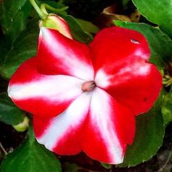 Close-up of red flowers