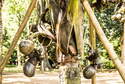 Close-up of tortoise hanging on tree trunk