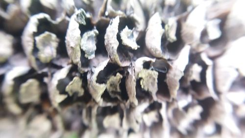 Close up of leaves