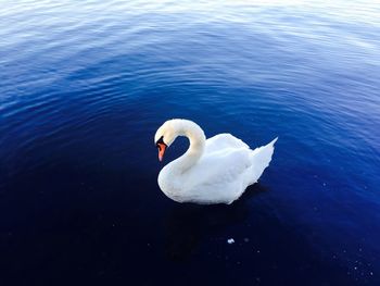 High angle view of swan swimming in lake