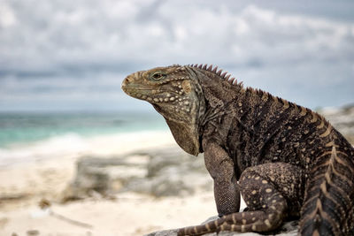 Close-up of lizard on beach against sky