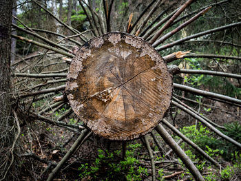 Close-up of tree stump in forest