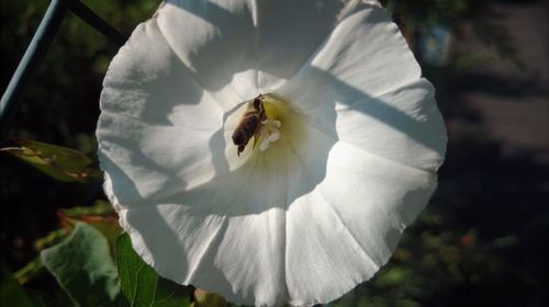 Close-up of white flower blooming outdoors