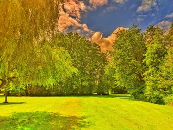 Trees on field against sky