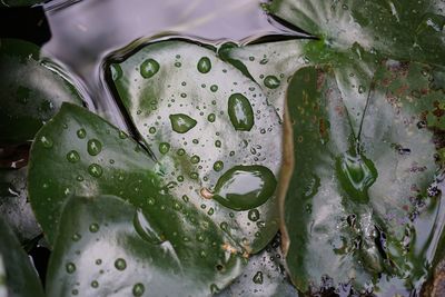Close-up of water drops on leaf